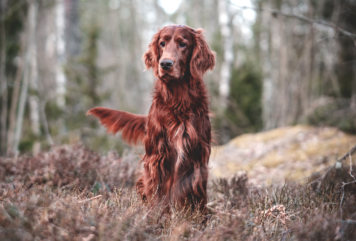 Aktiver Hund in den Bergen
