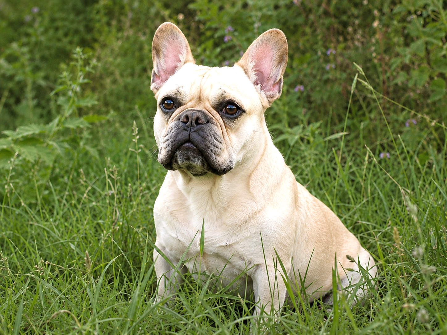Hund im Wald