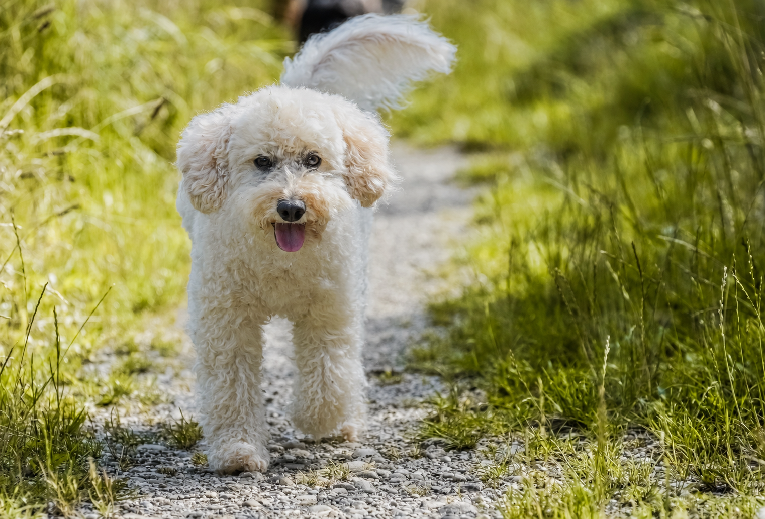 Hund auf der Wiese