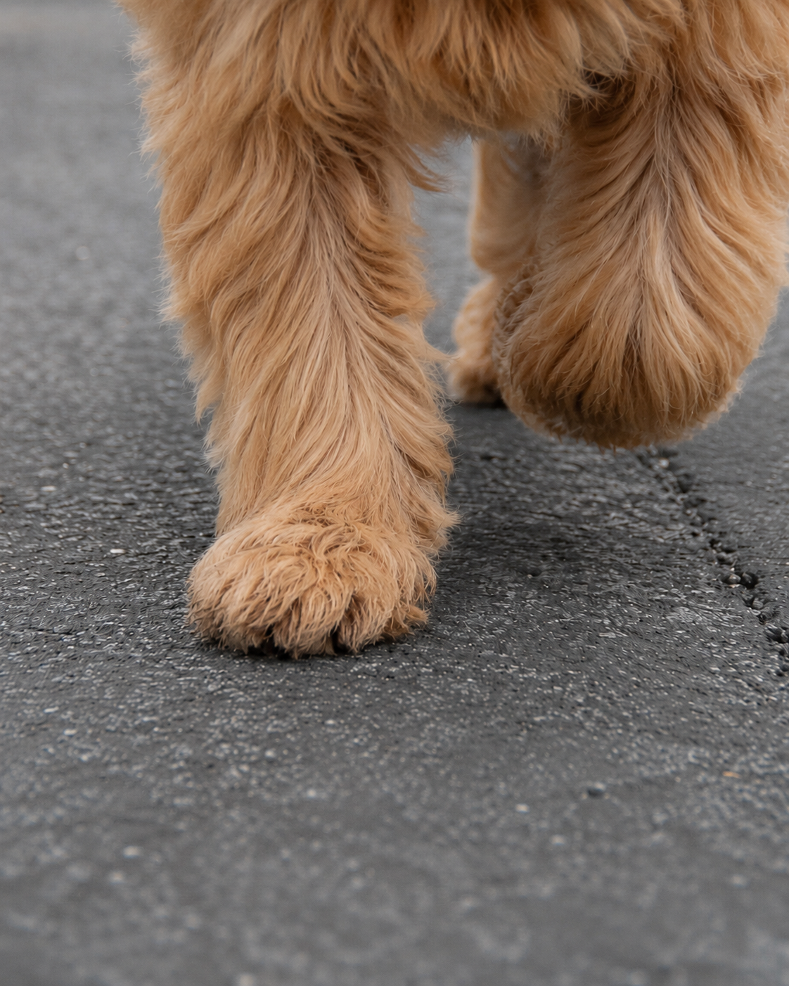 Hundepfoten auf heissem Asphalt